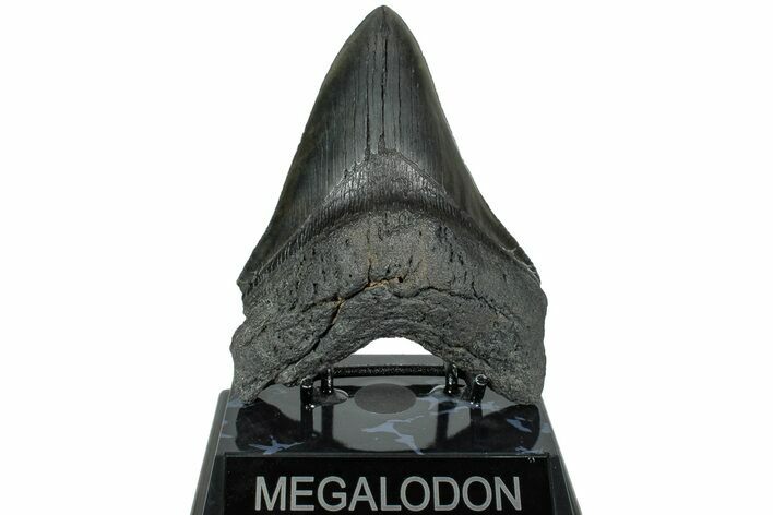 Serrated, Fossil Megalodon Tooth - South Carolina #236063
